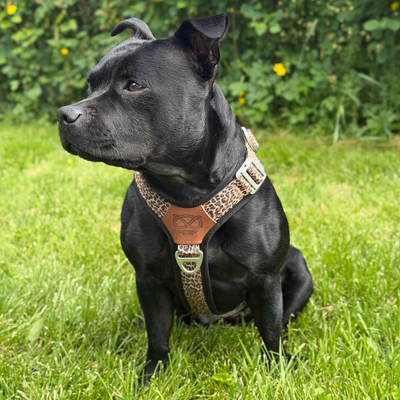 Staffordshire Bull Terrier 1935® Harness & Leash Set - Leopard