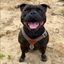 Staffordshire Bull Terrier 1935® Harness & Leash Set - Leopard