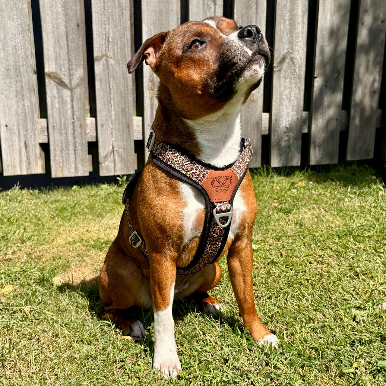 Staffordshire Bull Terrier 1935® Harness & Leash Set - Leopard
