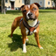 Staffordshire Bull Terrier 1935® Harness & Leash Set - Leopard