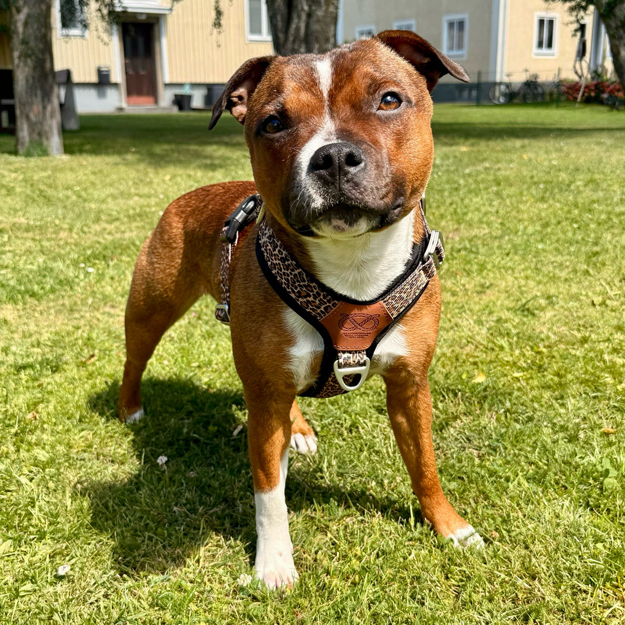Staffordshire Bull Terrier 1935® Harness & Leash Set - Leopard