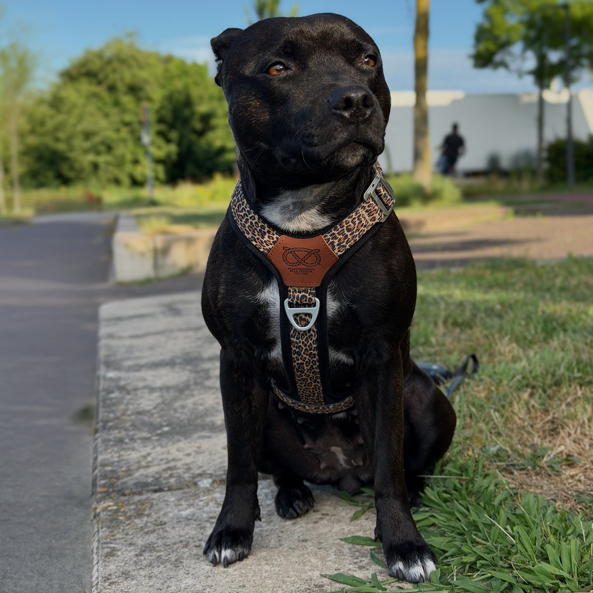 Staffordshire Bull Terrier 1935® Harness & Leash Set - Leopard