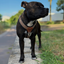 Staffordshire Bull Terrier 1935® Harness & Leash Set - Leopard