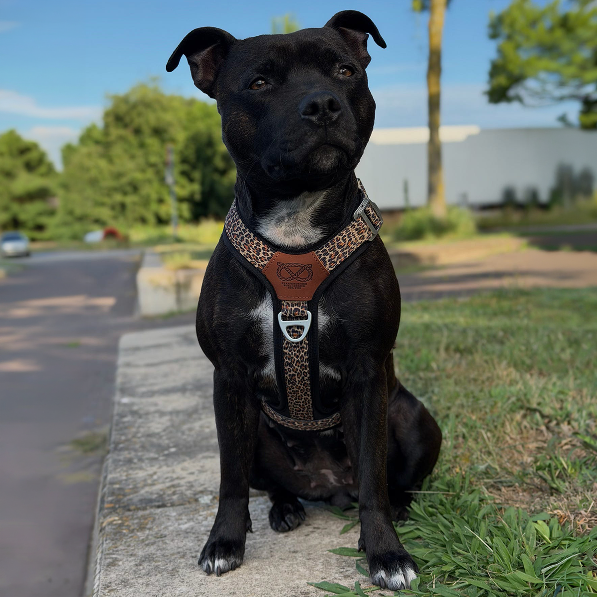 Staffordshire Bull Terrier 1935® Harness & Leash Set - Leopard