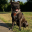 Staffordshire Bull Terrier 1935® Harness & Leash Set - Leopard