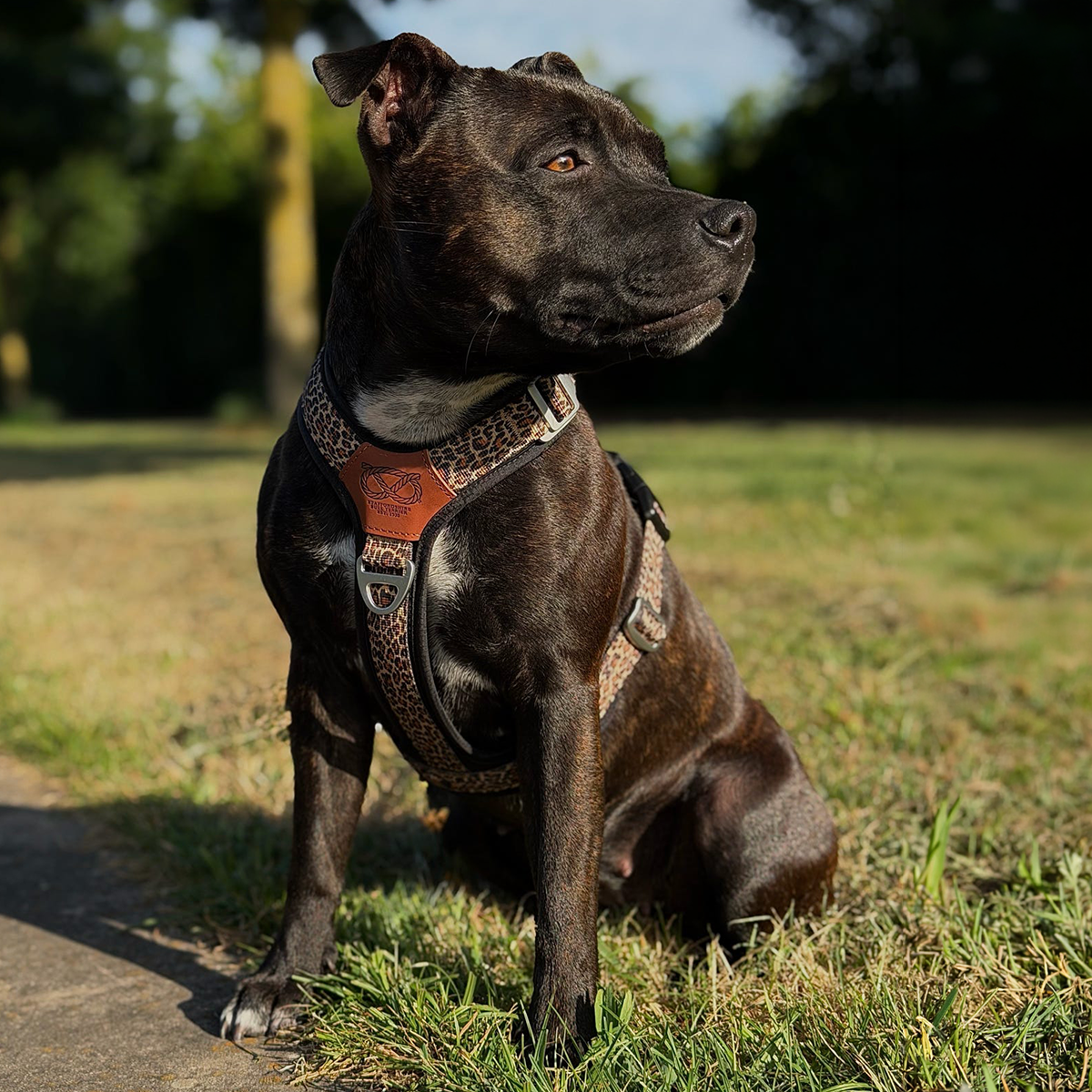 Staffordshire Bull Terrier 1935® Harness & Leash Set - Leopard