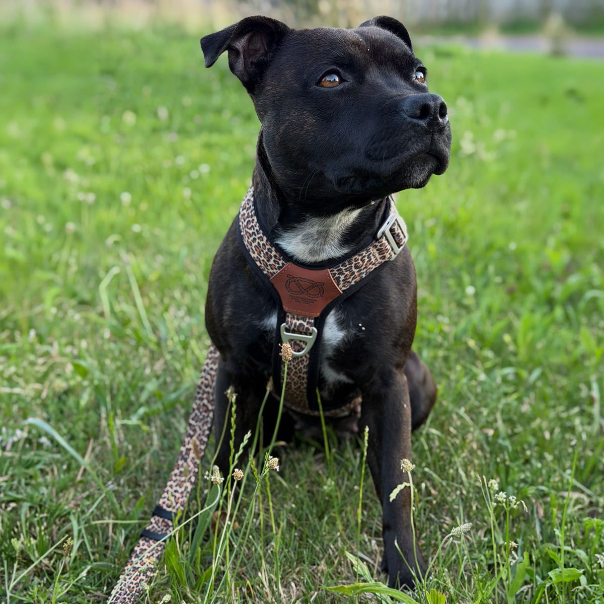 Staffordshire Bull Terrier 1935® Harness & Leash Set - Leopard
