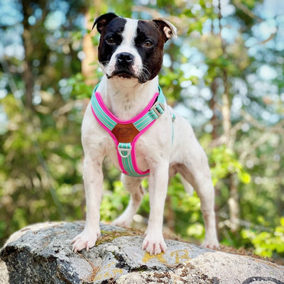 Staffordshire Bull Terrier 1935® Harnais et Laisse - Édition Maya & Bonnie - Menthe et Rose Fluo