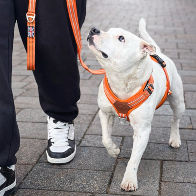 Staffordshire Bull Terrier 1935® Harness & Leash Set - Orange