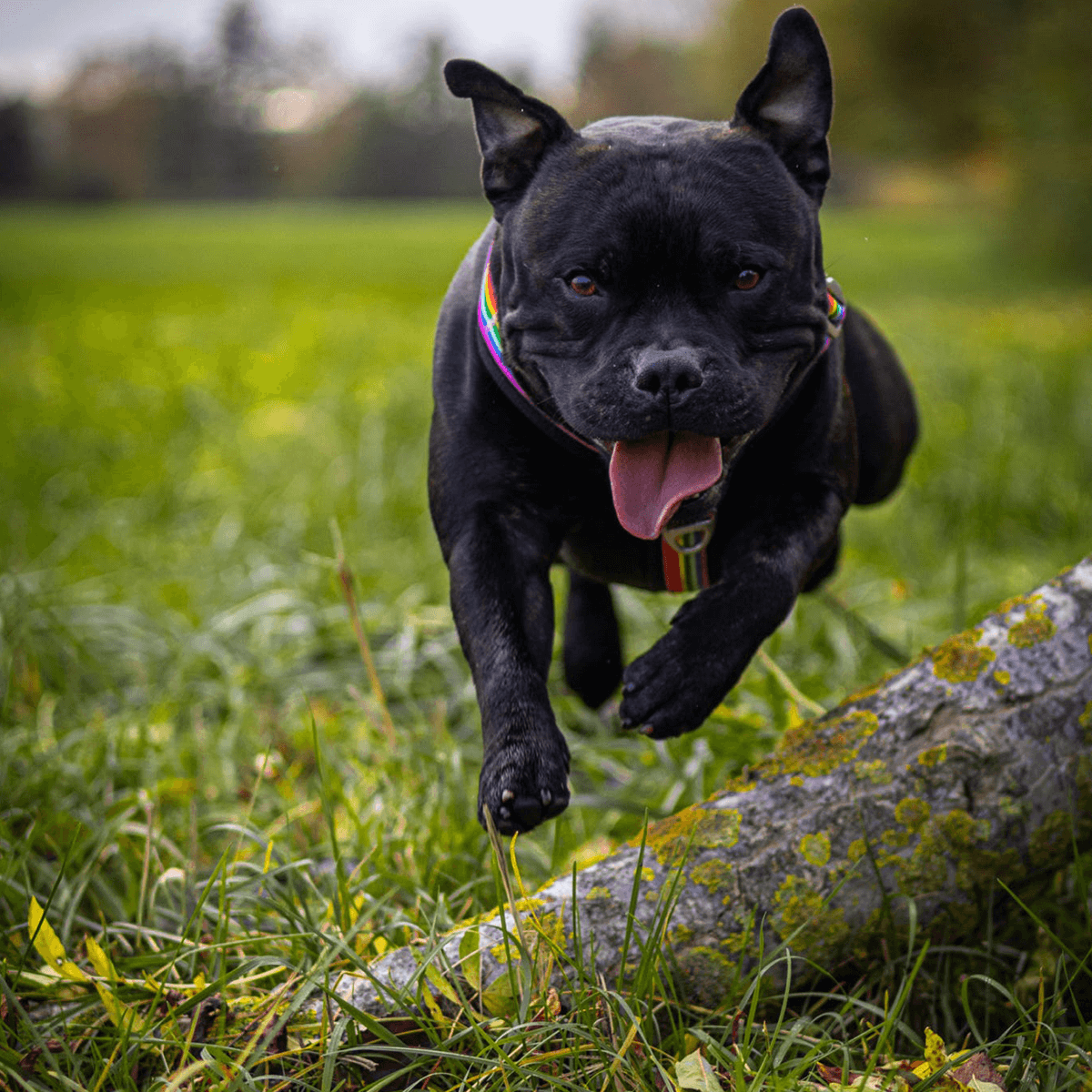 Staffordshire Bull Terrier 1935® Harness & Leash Set - Rainbow