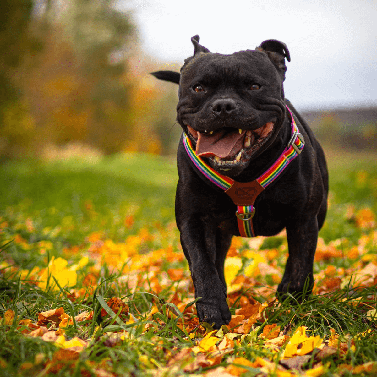 Staffordshire Bull Terrier 1935® Harness & Leash Set - Rainbow