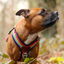 Staffordshire Bull Terrier 1935® Harness & Leash Set - Rainbow