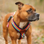 Staffordshire Bull Terrier 1935® Harness & Leash Set - Rainbow