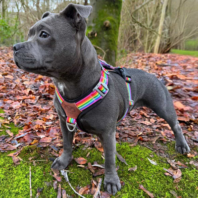 Staffordshire Bull Terrier 1935® Harnais et Laisse - Arc-en-Ciel