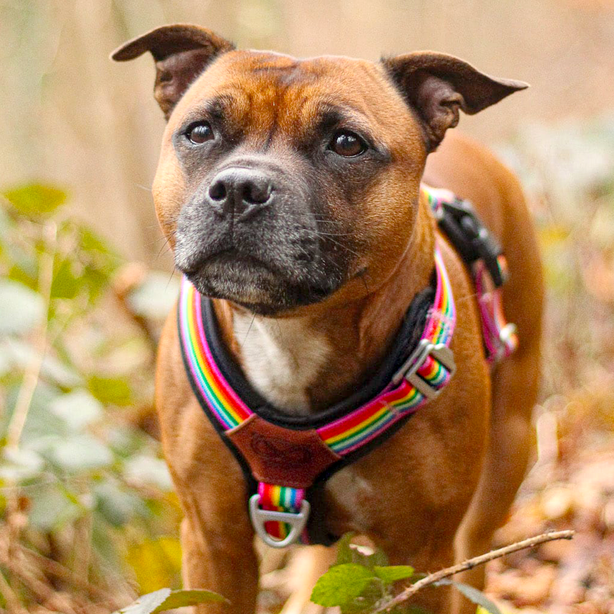 Staffordshire Bull Terrier 1935® Harness & Leash Set - Rainbow