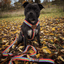 Staffordshire Bull Terrier 1935® Harness & Leash Set - Rainbow