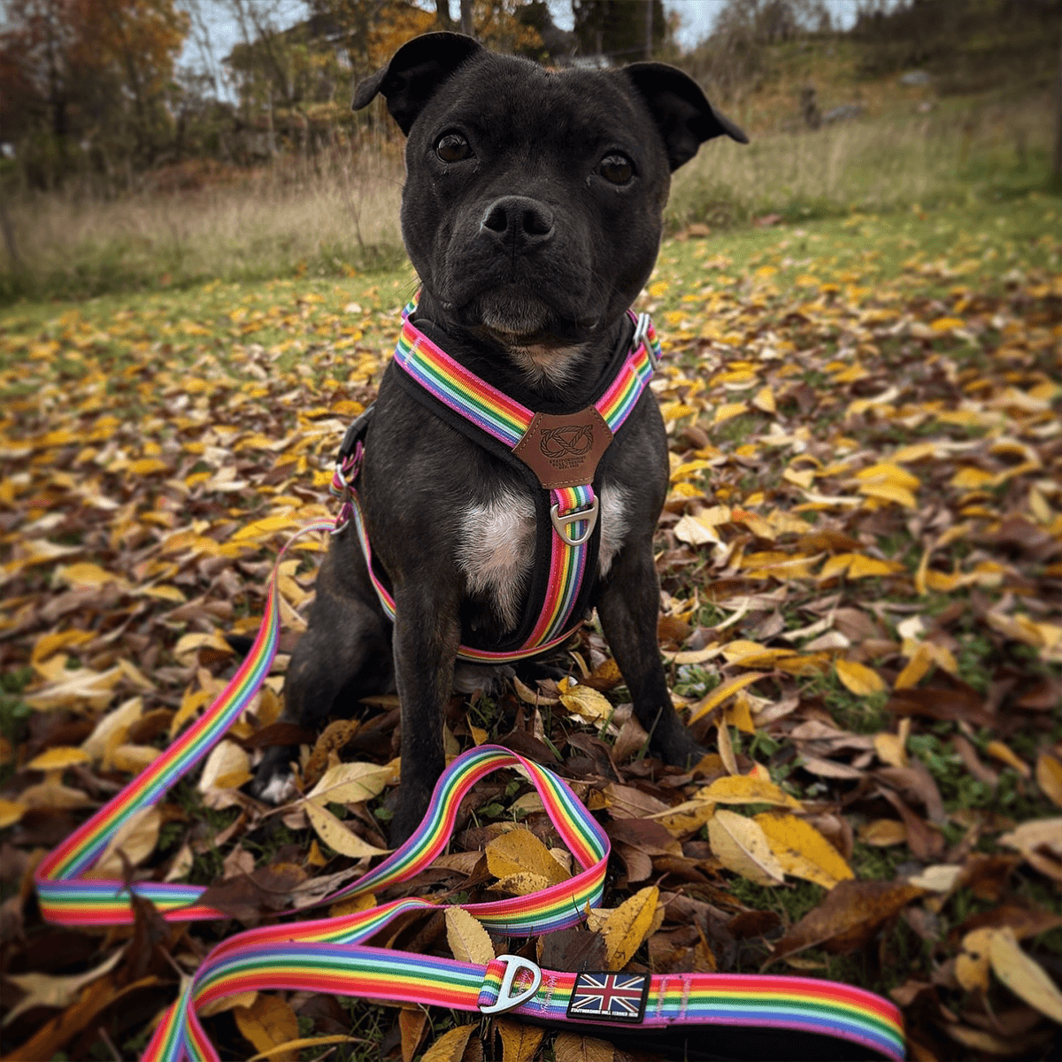 Staffordshire Bull Terrier 1935® Harness & Leash Set - Rainbow