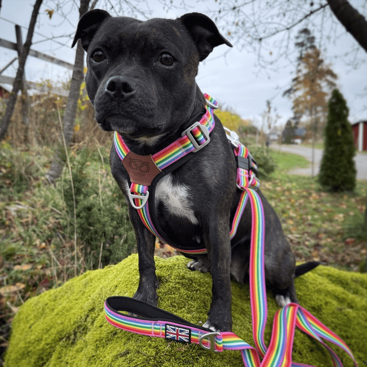 Staffordshire Bull Terrier 1935® Harness & Leash Set - Rainbow