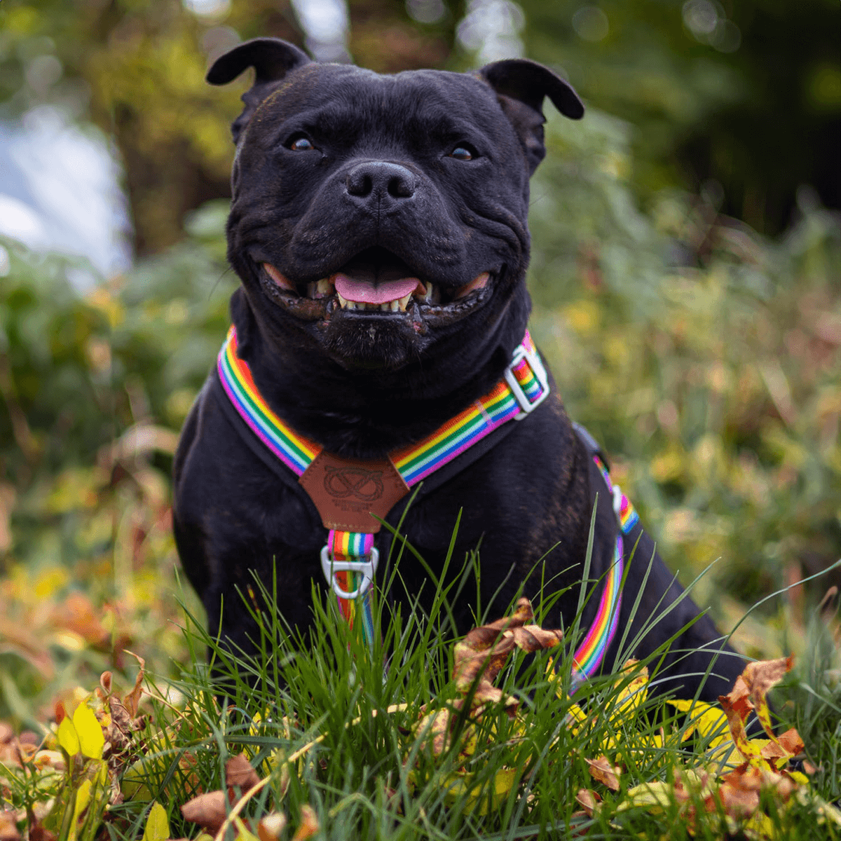 Staffordshire Bull Terrier 1935® Harness & Leash Set - Rainbow