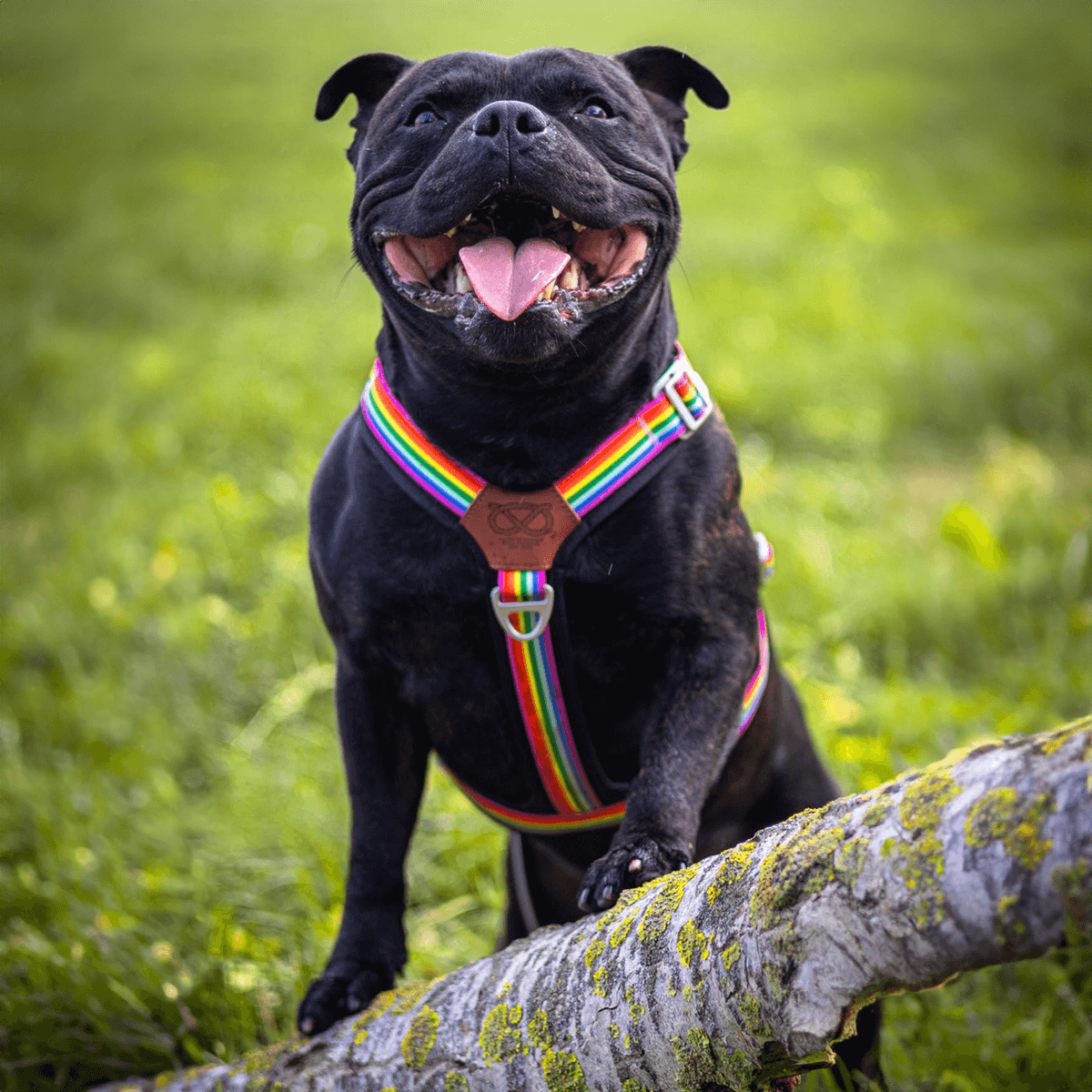 Staffordshire Bull Terrier 1935® Harness & Leash Set - Rainbow