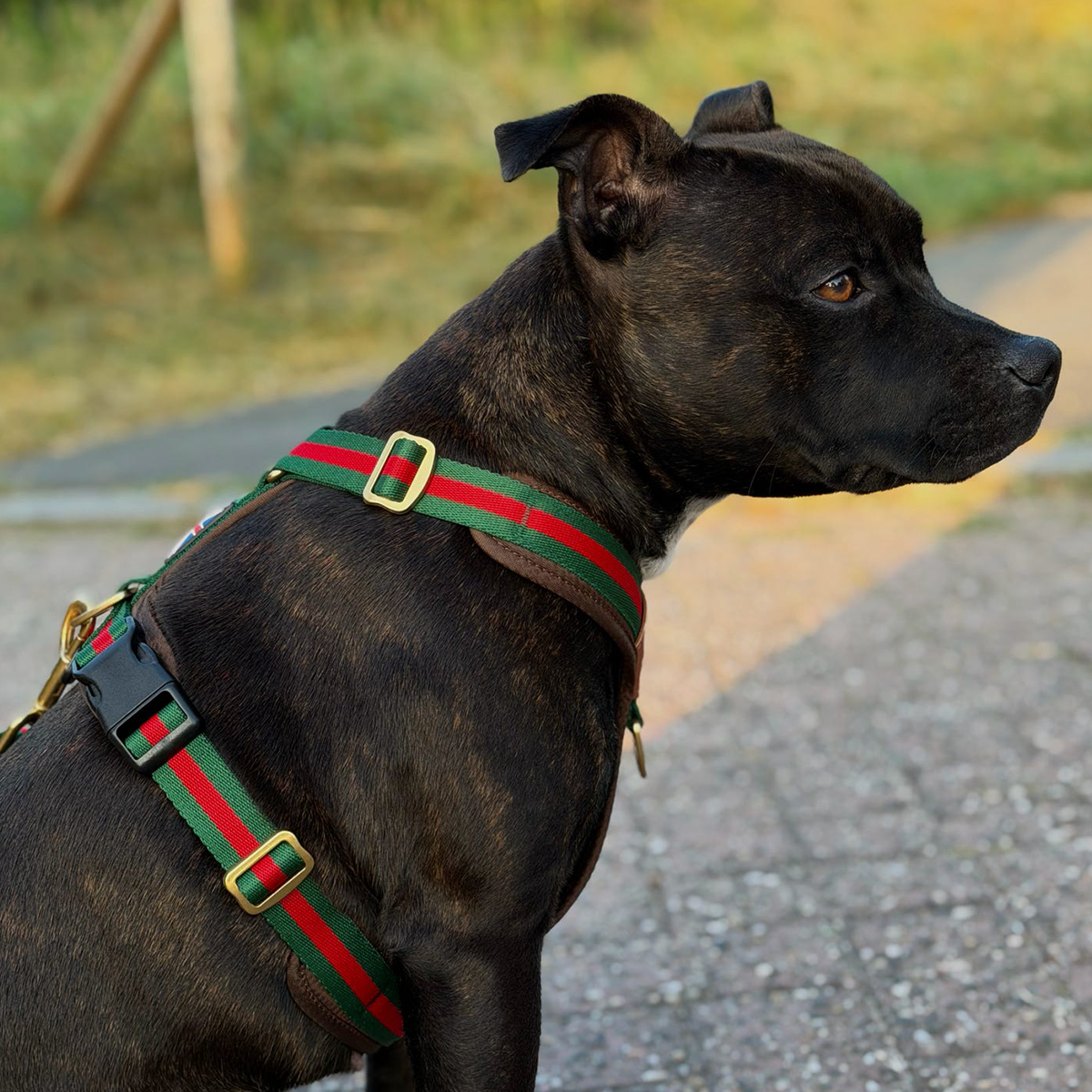 Staffordshire Bull Terrier 1935® Harness & Leash Set - Rosso Verde Edition