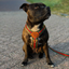 Staffordshire Bull Terrier 1935® Harness & Leash Set - Rosso Verde Edition