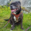 Staffordshire Bull Terrier 1935® Harness & Leash Set - Rosso Verde Edition