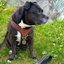 Staffordshire Bull Terrier 1935® Harness & Leash Set - Rosso Verde Edition
