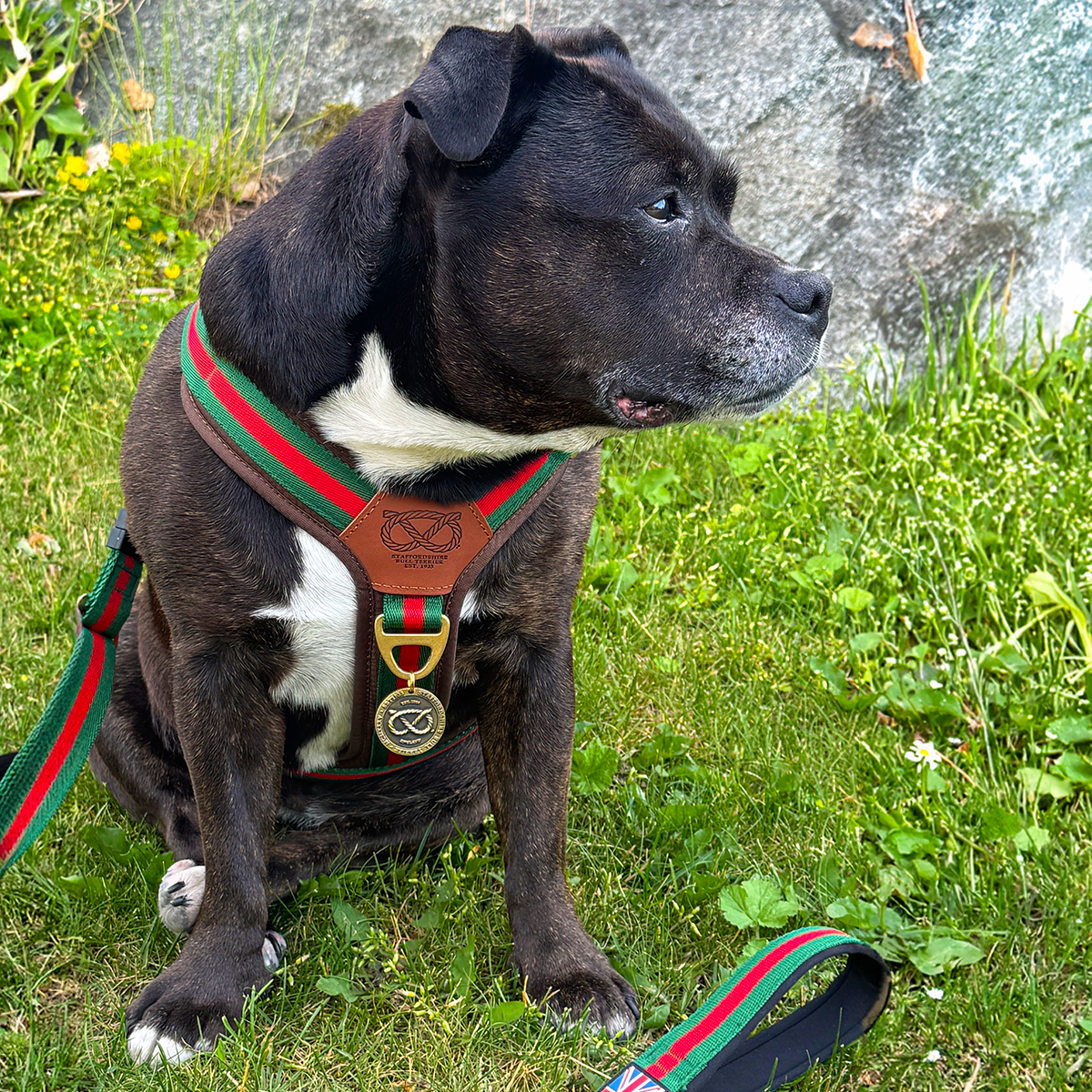 Staffordshire Bull Terrier 1935® Harness & Leash Set - Rosso Verde Edition