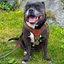 Staffordshire Bull Terrier 1935® Harness & Leash Set - Rosso Verde Edition