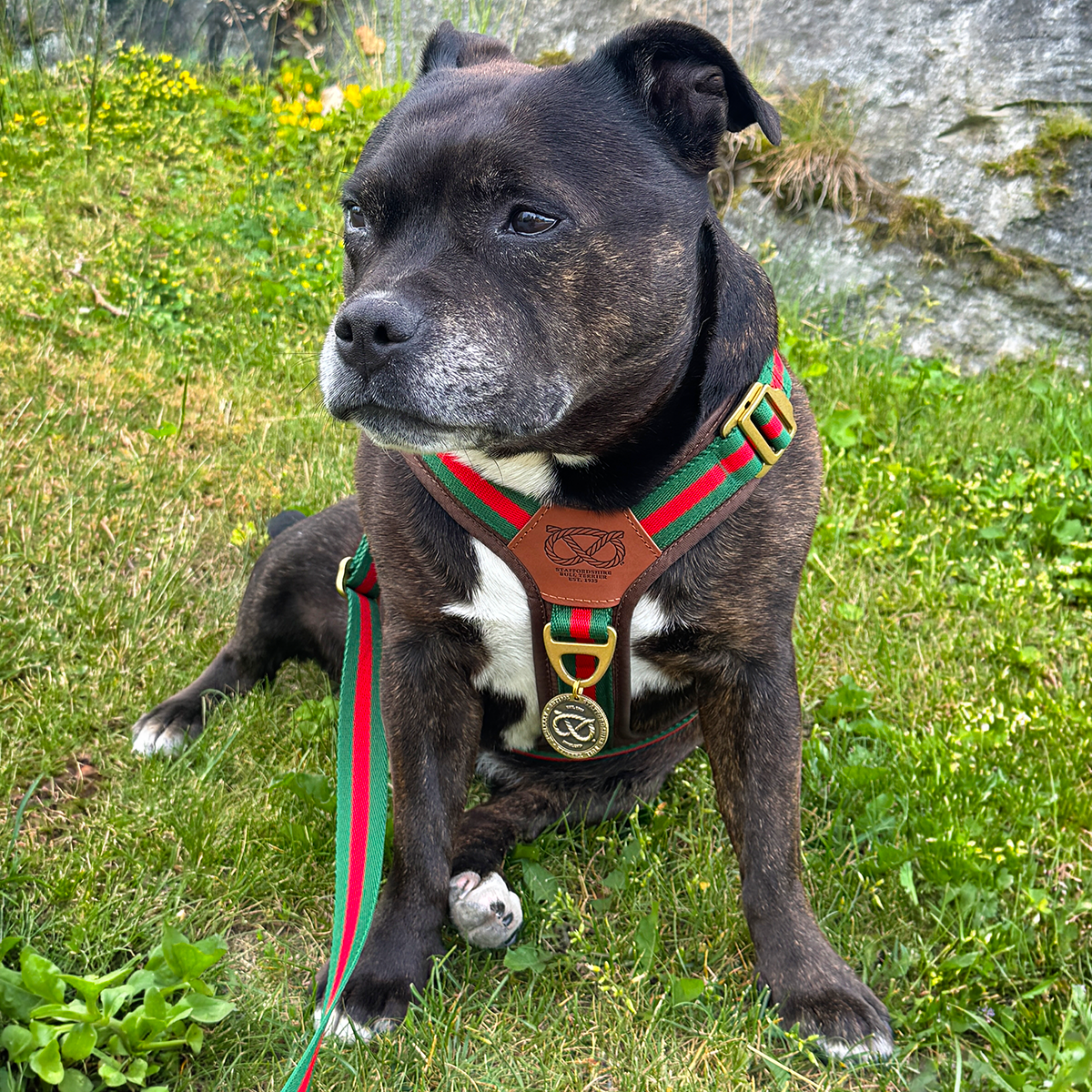 Staffordshire Bull Terrier 1935® Harness & Leash Set - Rosso Verde Edition