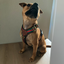 Staffordshire Bull Terrier 1935® Harness & Leash Set - Rosso Verde Edition