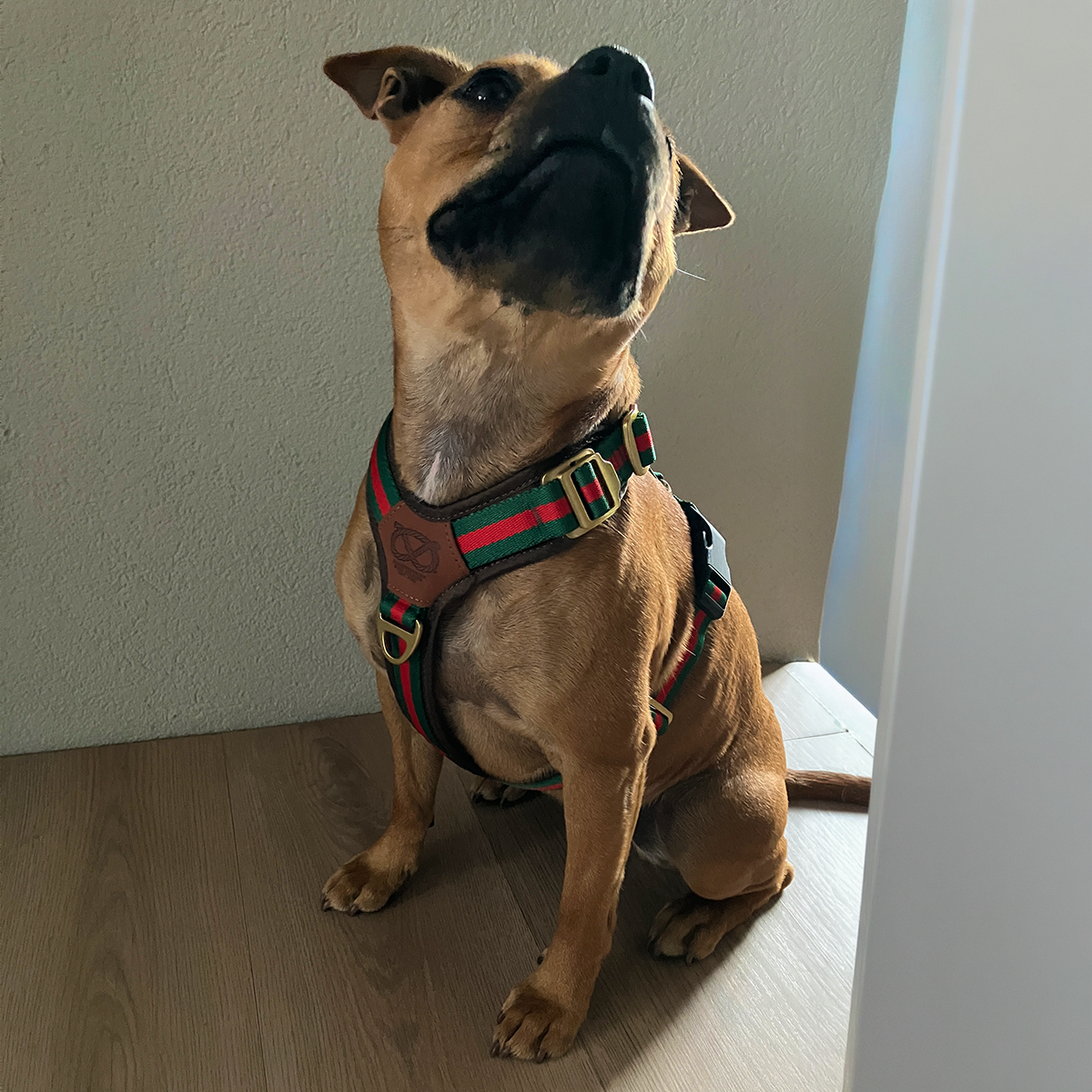 Staffordshire Bull Terrier 1935® Harness & Leash Set - Rosso Verde Edition