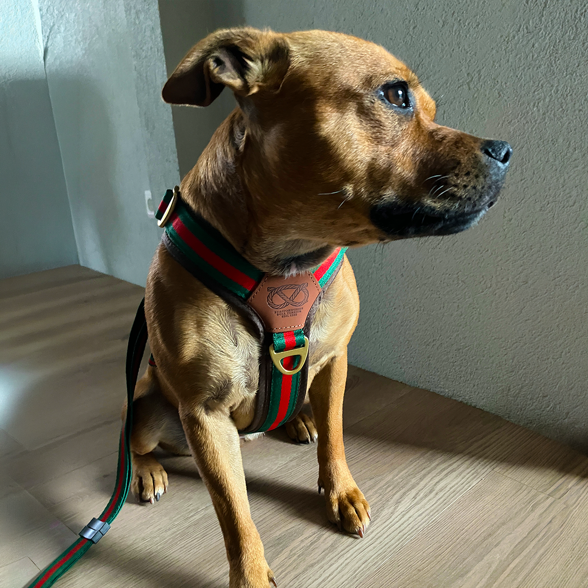 Staffordshire Bull Terrier 1935® Harness & Leash Set - Rosso Verde Edition