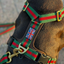 Staffordshire Bull Terrier 1935® Harness & Leash Set - Rosso Verde Edition