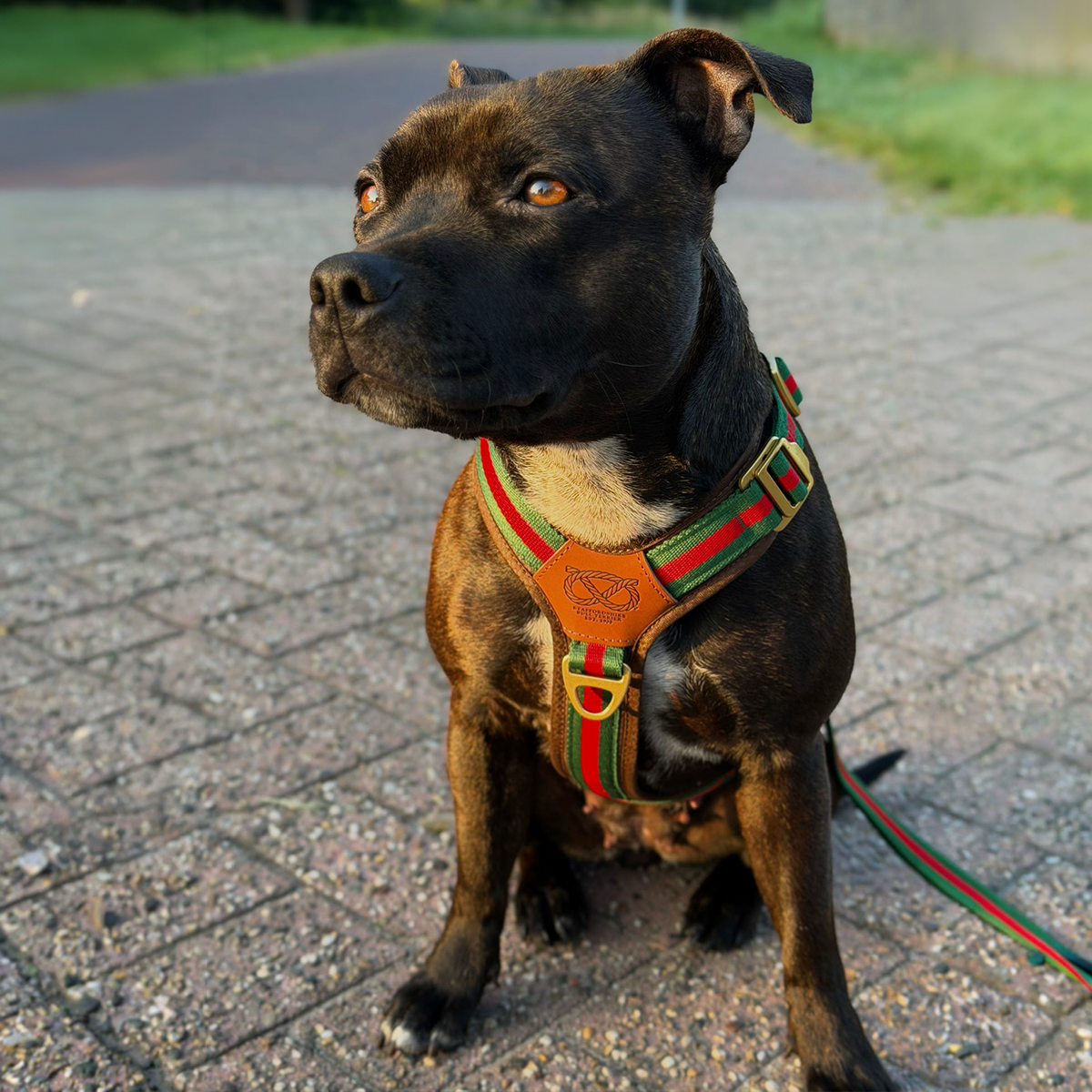 Staffordshire Bull Terrier 1935® Harness & Leash Set - Rosso Verde Edition