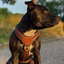 Staffordshire Bull Terrier 1935® Harness & Leash Set - Rosso Verde Edition