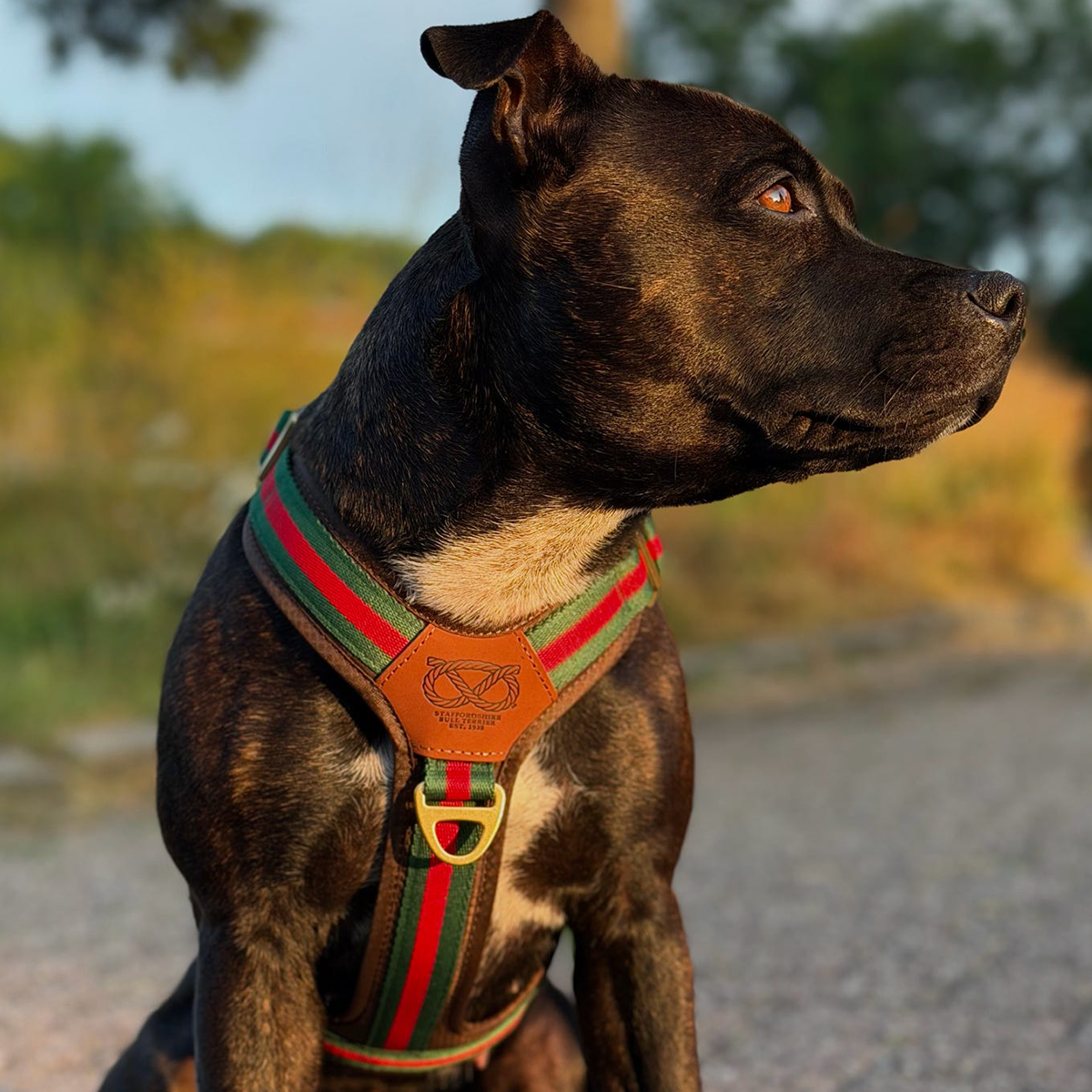 Staffordshire Bull Terrier 1935® Harness & Leash Set - Rosso Verde Edition