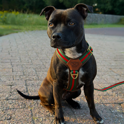 Staffordshire Bull Terrier 1935® Harness & Leash Set - Rosso Verde Edition