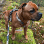 Staffordshire Bull Terrier 1935® Harness & Leash Set - Sand Camo