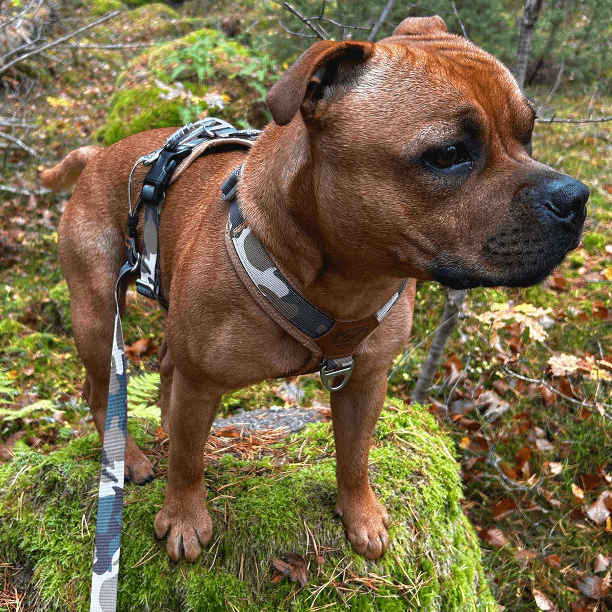 Staffordshire Bull Terrier 1935® Harness & Leash Set - Sand Camo