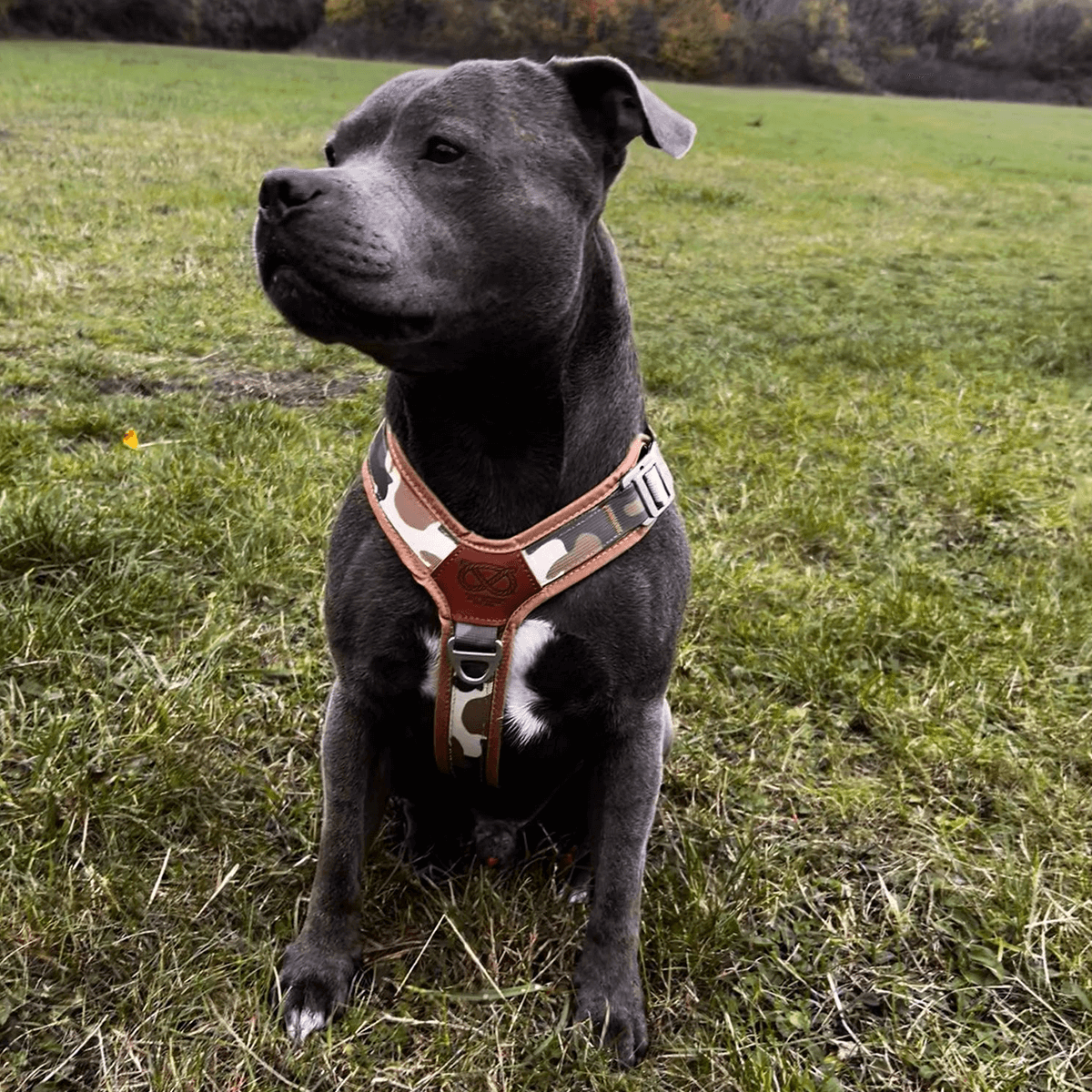 Staffordshire Bull Terrier 1935® Harness & Leash Set - Sand Camo