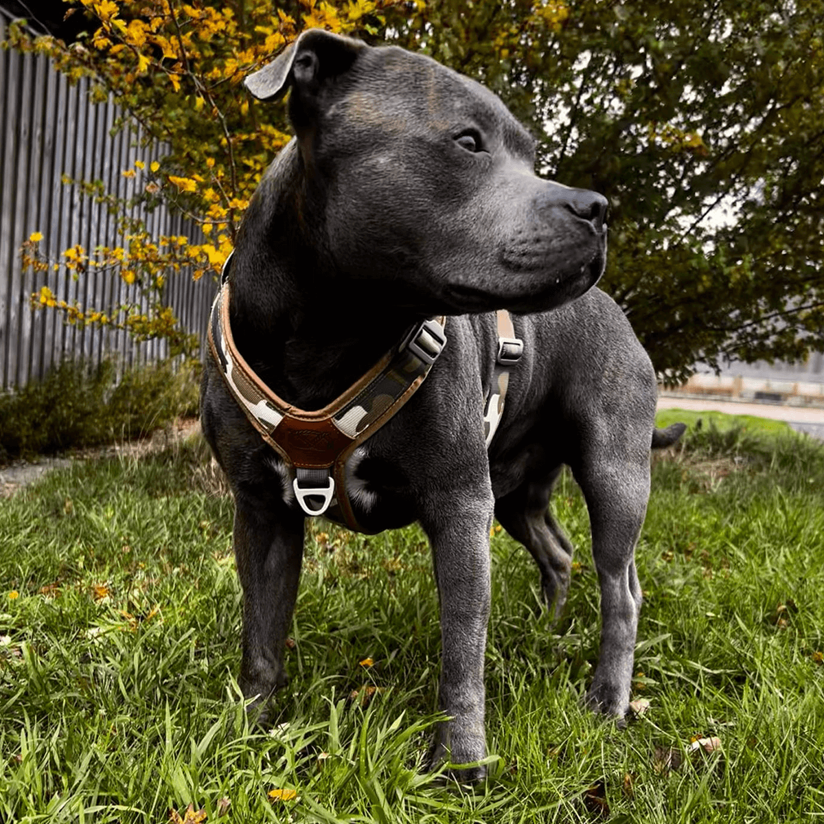 Staffordshire Bull Terrier 1935® Harness & Leash Set - Sand Camo