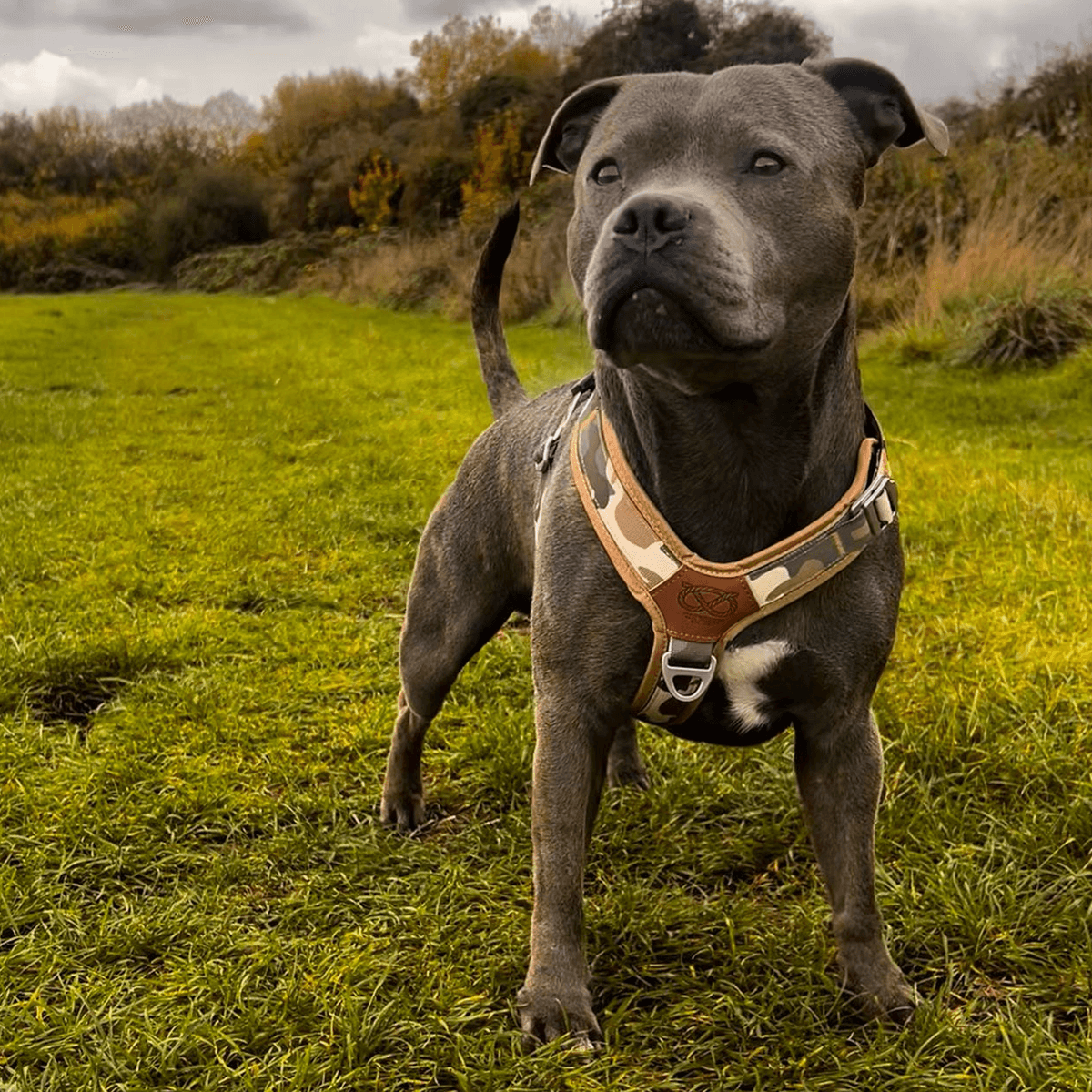 Staffordshire Bull Terrier 1935® Harness & Leash Set - Sand Camo