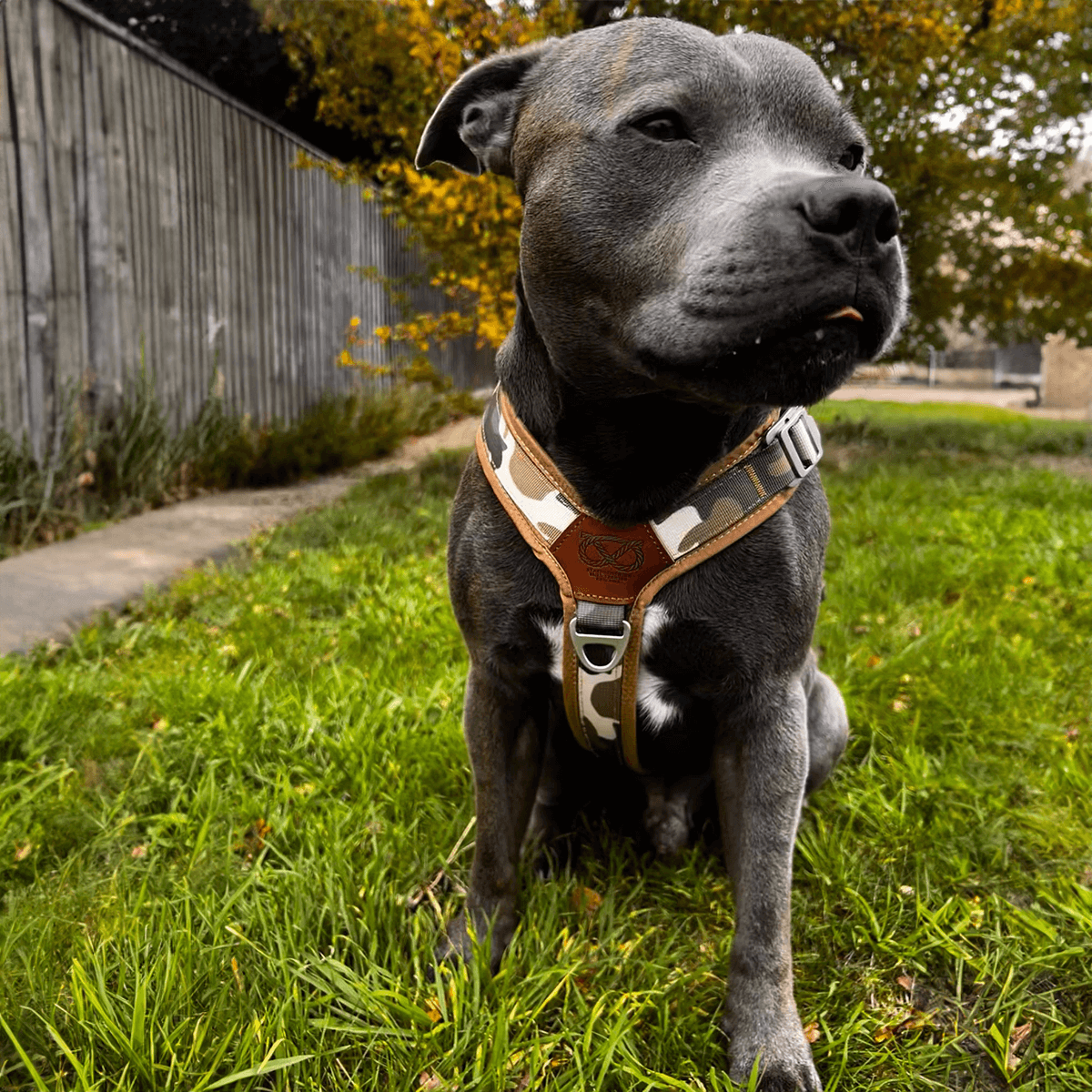 Staffordshire Bull Terrier 1935® Harness & Leash Set - Sand Camo