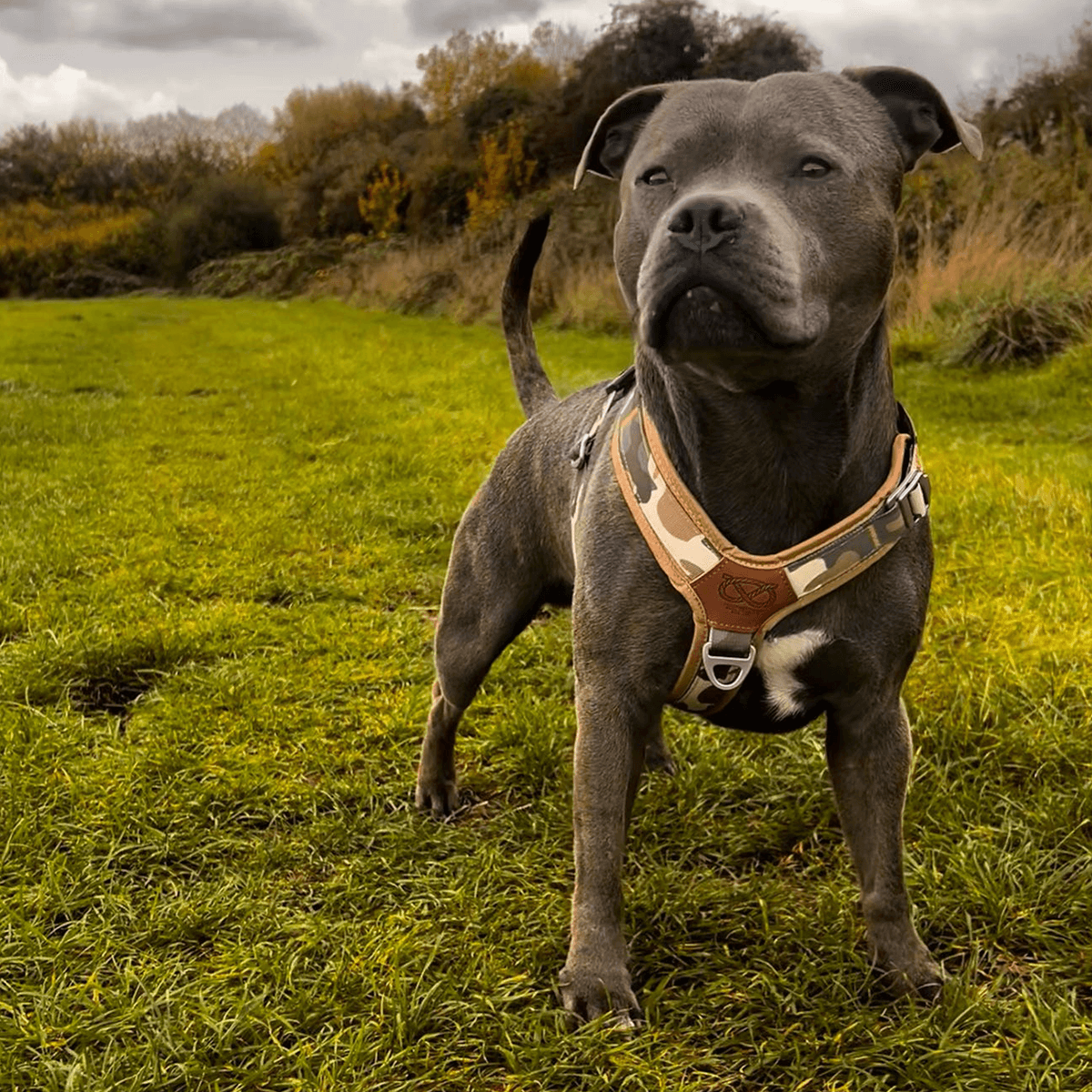 Staffordshire Bull Terrier 1935® Harness & Leash Set - Sand Camo