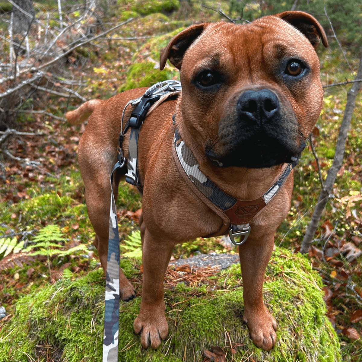 Staffordshire Bull Terrier 1935® Harness & Leash Set - Sand Camo
