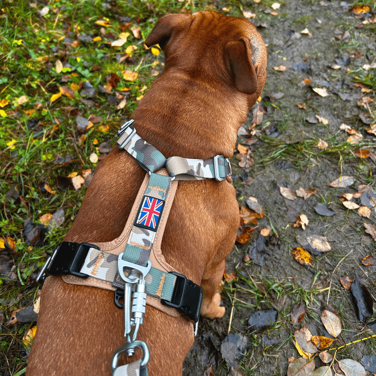 Staffordshire Bull Terrier 1935® Harness & Leash Set - Sand Camo