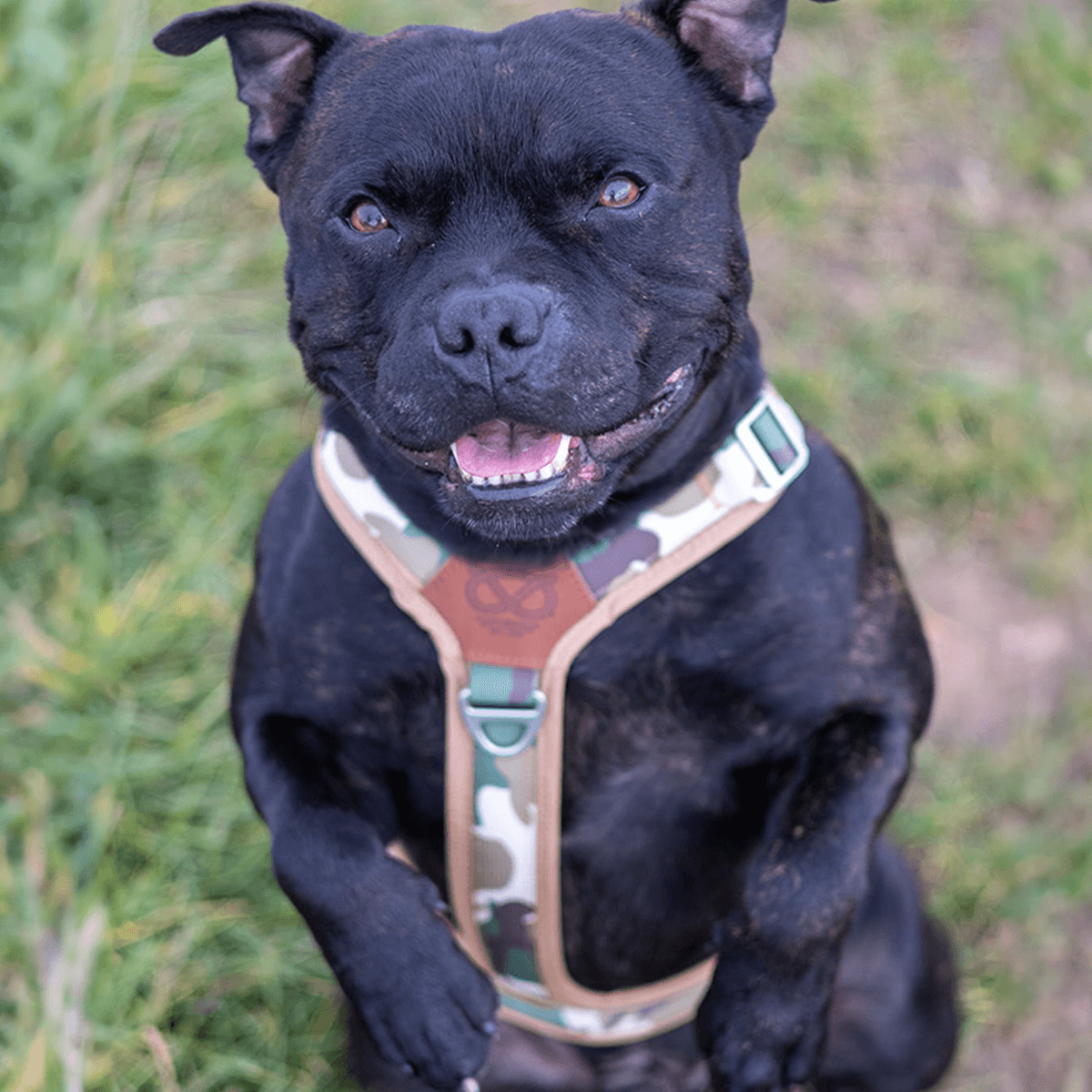 Staffordshire Bull Terrier 1935® Harness & Leash Set - Sand Camo