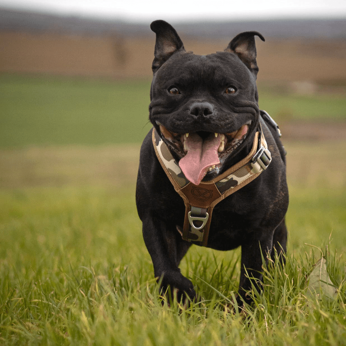 Staffordshire Bull Terrier 1935® Harness & Leash Set - Sand Camo